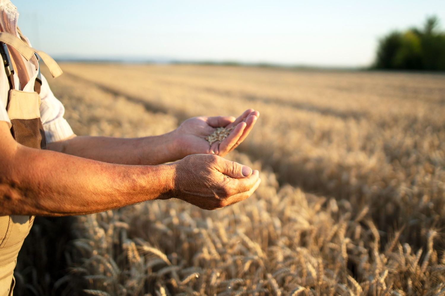 Campo coltivato con filari durante la lavorazione
